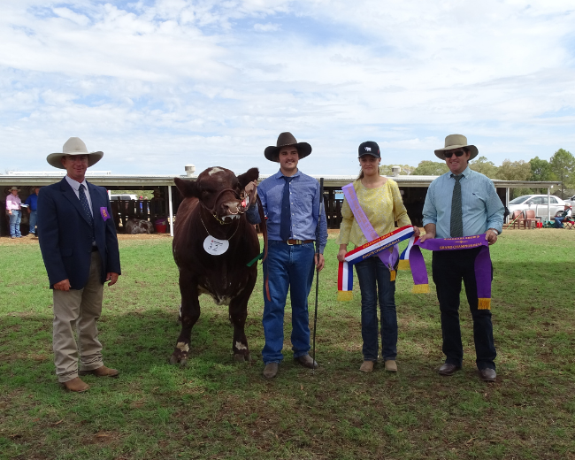 A picture of a winning bull at the 2019 Barraba Show. 